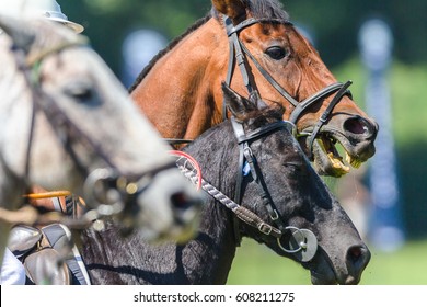 Horses Heads Game Action Polo
Horses pony's heads closeup action equestrian polo-crosse sport game.