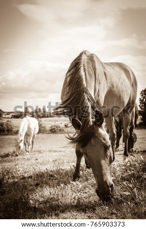 Similar – Image, Stock Photo The herd of horses follows the young rider to the pasture