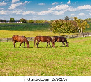 Horses At Horse Farm. Country Landscape.