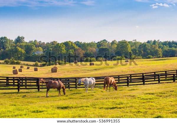Horses at horse farm at golden hour. Country
summer landscape.