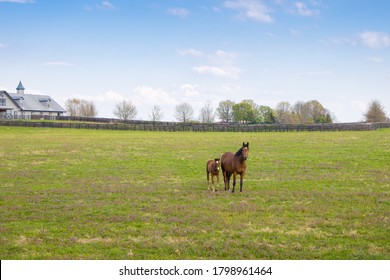 Horses at horse farm. Mares with foals on green pastures. Spring country landscape.