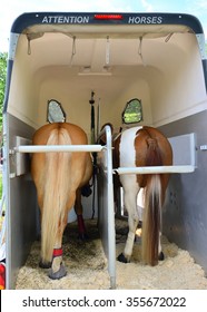 Horses In Horse Trailer