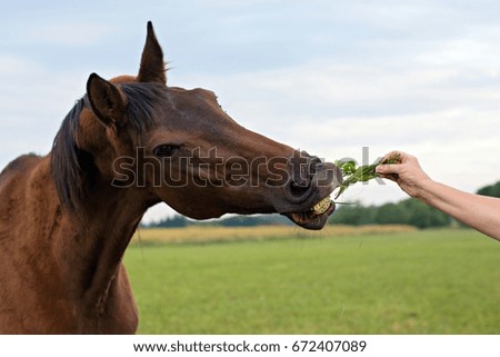 Horses and humans