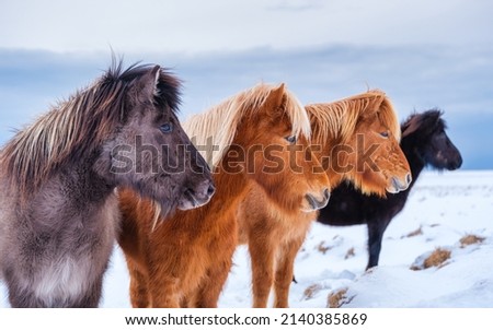 Horses in Iceland. Wild horses in a group. Horses on the Westfjord in Iceland. Composition with wild animals. 