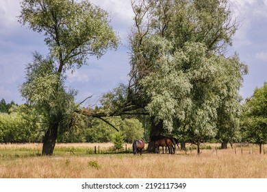 Horses In Jaczew, Mazowsze Region Of Poland