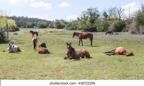horses laying down