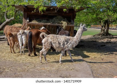 535 Horse And Llama Stock Photos, Images & Photography | Shutterstock