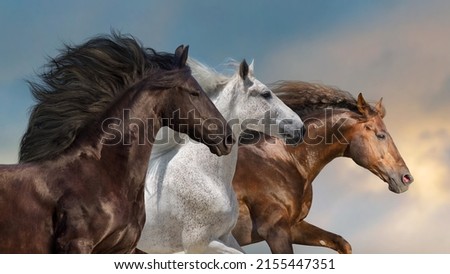 Horses with long mane run gallop against beautiful sky