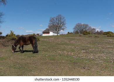 Horses At Lyndhurst New Forest Scenes 