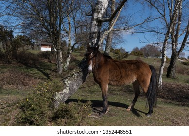 Horses At Lyndhurst New Forest Scenes 