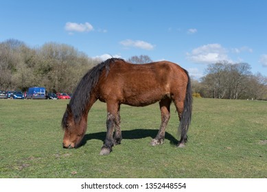 Horses At Lyndhurst New Forest Scenes 