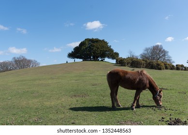 Horses At Lyndhurst New Forest Scenes 