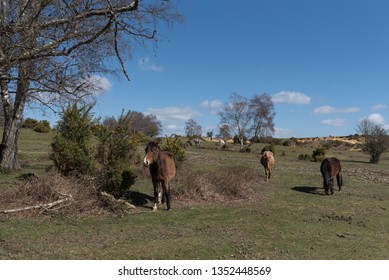 Horses At Lyndhurst New Forest Scenes 