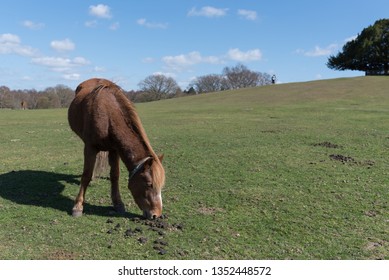 Horses At Lyndhurst New Forest Scenes 