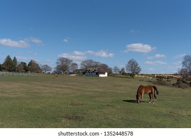 Horses At Lyndhurst New Forest Scenes 