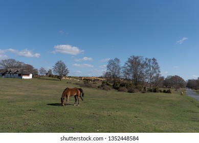 Horses At Lyndhurst New Forest Scenes 