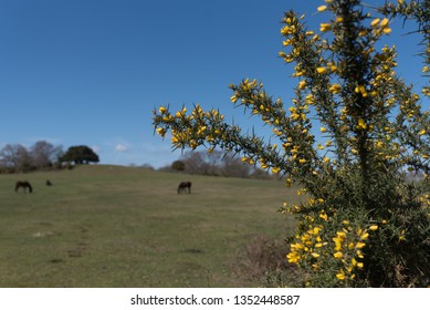 Horses At Lyndhurst New Forest Scenes 