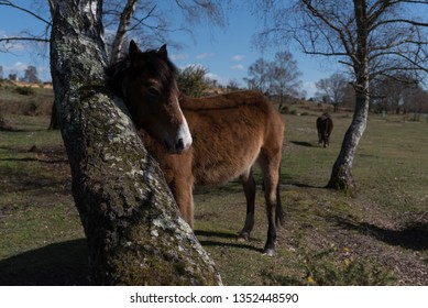 Horses At Lyndhurst New Forest Scenes 