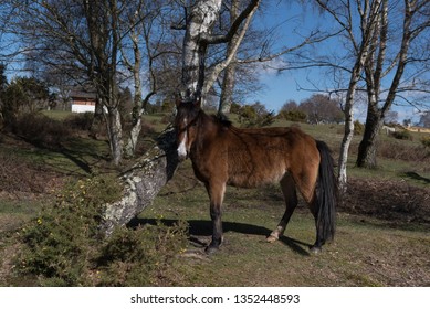 Horses At Lyndhurst New Forest Scenes 