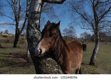 Horses At Lyndhurst New Forest Scenes 