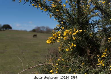 Horses At Lyndhurst New Forest Scenes 