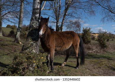 Horses At Lyndhurst New Forest Scenes 