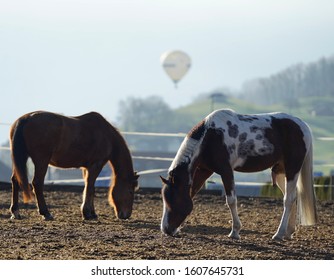 Horses are mammals of the family Equidae. They are herbivores, which means the eat grass and other plants.
					