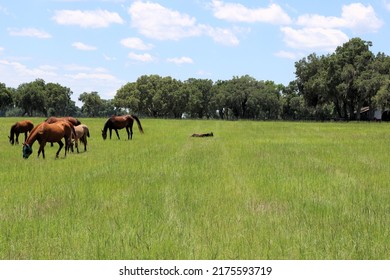 Horses Mare and her foal laying in a pasture