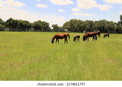 22,334 Baby Foal Stock Photos, Images & Photography | Shutterstock