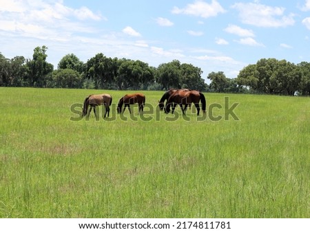 Horses Mares and their baby Foals in a pasture
