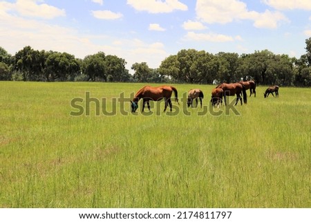 Horses Mares and their baby Foals in a pasture