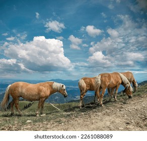 Horses in a meadow. Beautiful Horse and Summer field on blue sky background. A horse is grazing in the mountains. Mountain range of South Tyrol. High quality photo