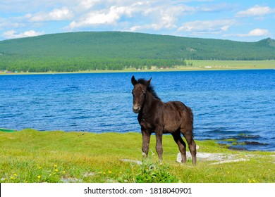 Horses In The Mongolian Steppe