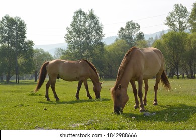 Horses In The Mongolian Steppe