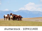 Horses - Montana