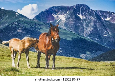 Horses Mountain Animal