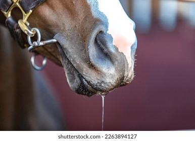 A horses mouth with a bit in its mouth and water dripping out of his mouth after a drink while standing in his stable with a white stripe on his nose. - Shutterstock ID 2263894127