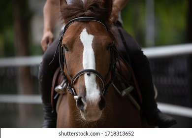 The horse's muzzle is close-up. - Powered by Shutterstock