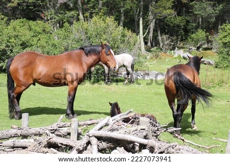 Horses in National Park Tierra del Fuego