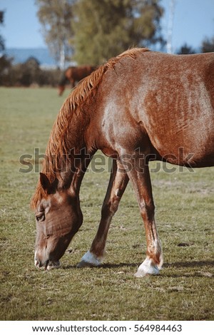 0_4 Tier pferd Natur