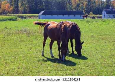 Horses Near West Stockbridge Mass