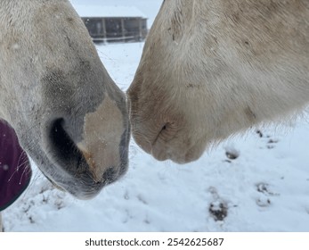 Horses nuzzling in the first snow of the year - Powered by Shutterstock