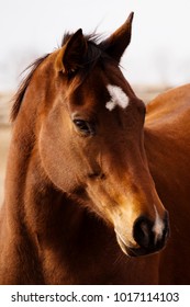 Horses Of Ocala Florida