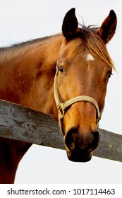 Horses Of Ocala Florida