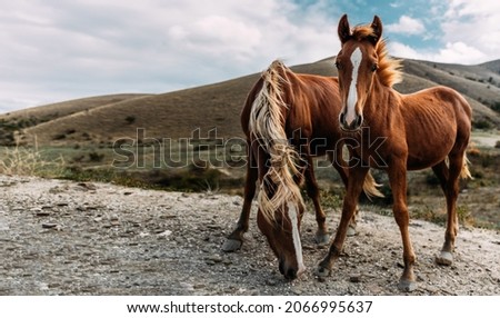 Horses on the background of mountains. Wild landscape with horses in summer season into the mountains. Portrait of two horses with mountains in the background. Image with red and brown horses