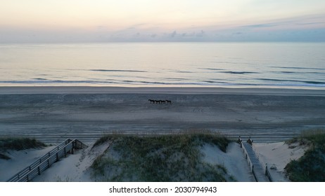 Horses On The Beach Of Corolla, NC