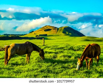 Horses On The Big Island Of Hawaii