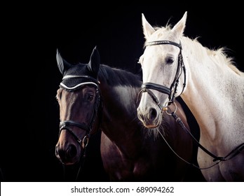 Horses On Black Background Stock Photo 689094262 | Shutterstock