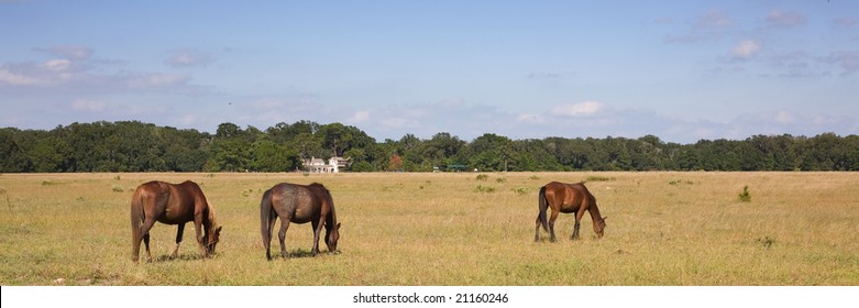 Horses On Cumberland Island Georgia