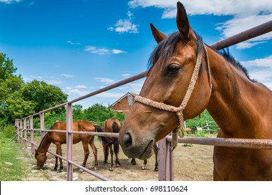Horses on the Farm 
